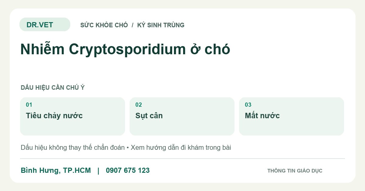Đồ họa giáo dục: Nhiễm Cryptosporidium ở chó – tiêu chảy nước, sụt cân, mất nước. Không phải ảnh ca bệnh.