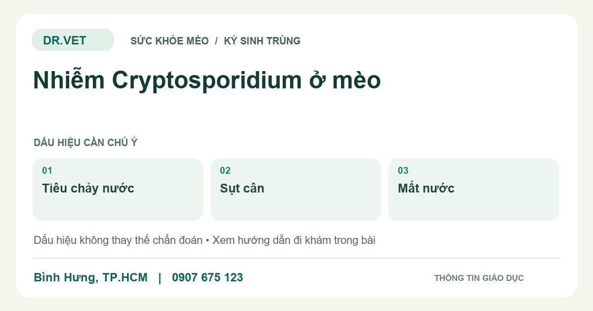 Đồ họa giáo dục: Nhiễm Cryptosporidium ở mèo – tiêu chảy nước, sụt cân, mất nước. Không phải ảnh ca bệnh.