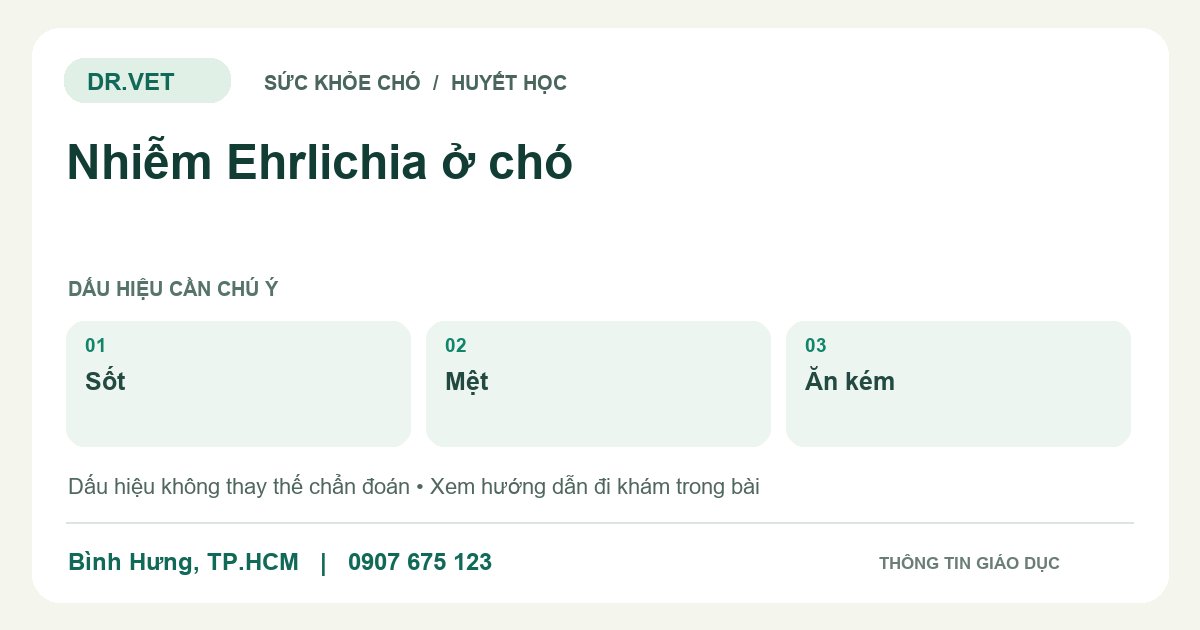 Đồ họa giáo dục: Nhiễm Ehrlichia ở chó – sốt, mệt, ăn kém. Không phải ảnh ca bệnh.