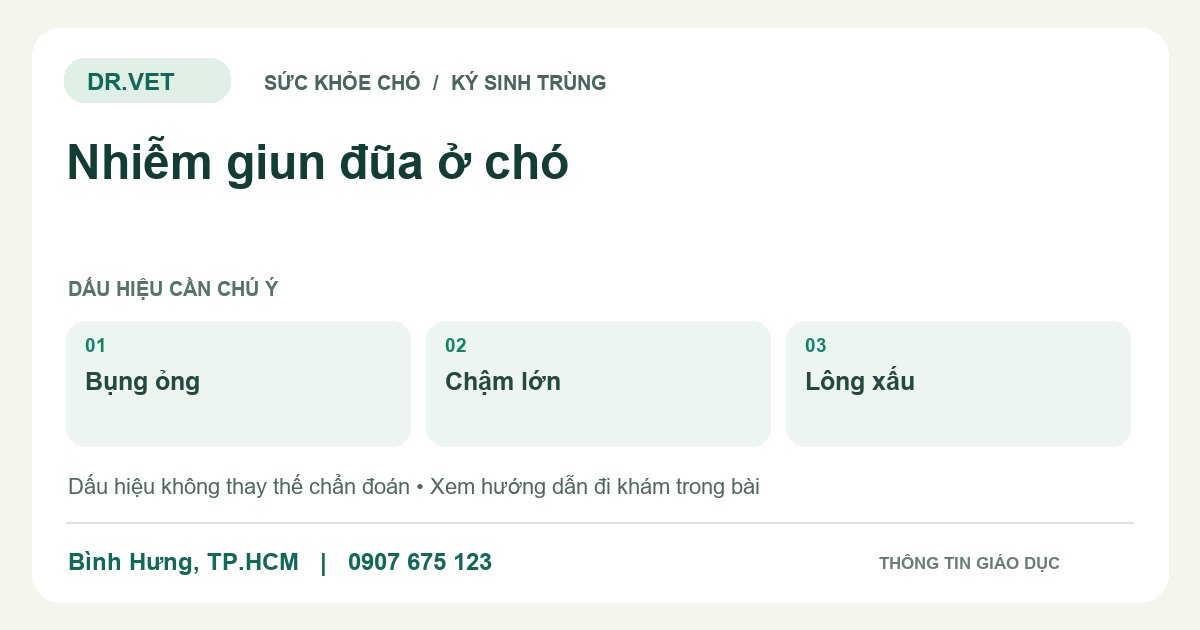 Đồ họa giáo dục: Nhiễm giun đũa ở chó – bụng ỏng, chậm lớn, lông xấu. Không phải ảnh ca bệnh.