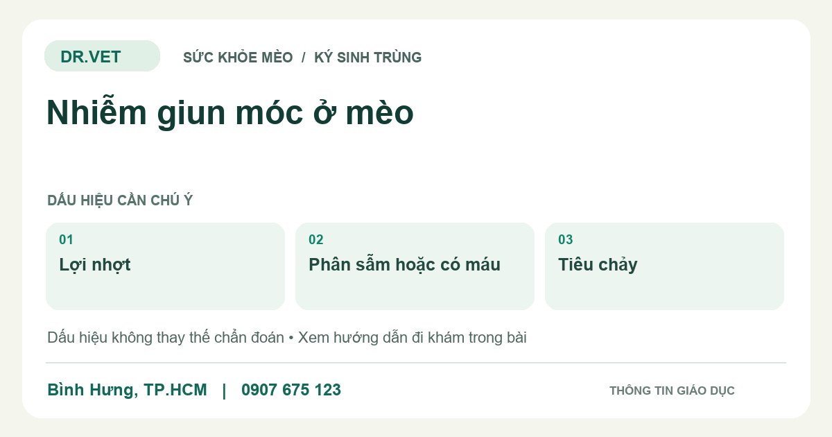Đồ họa giáo dục: Nhiễm giun móc ở mèo – lợi nhợt, phân sẫm hoặc có máu, tiêu chảy. Không phải ảnh ca bệnh.