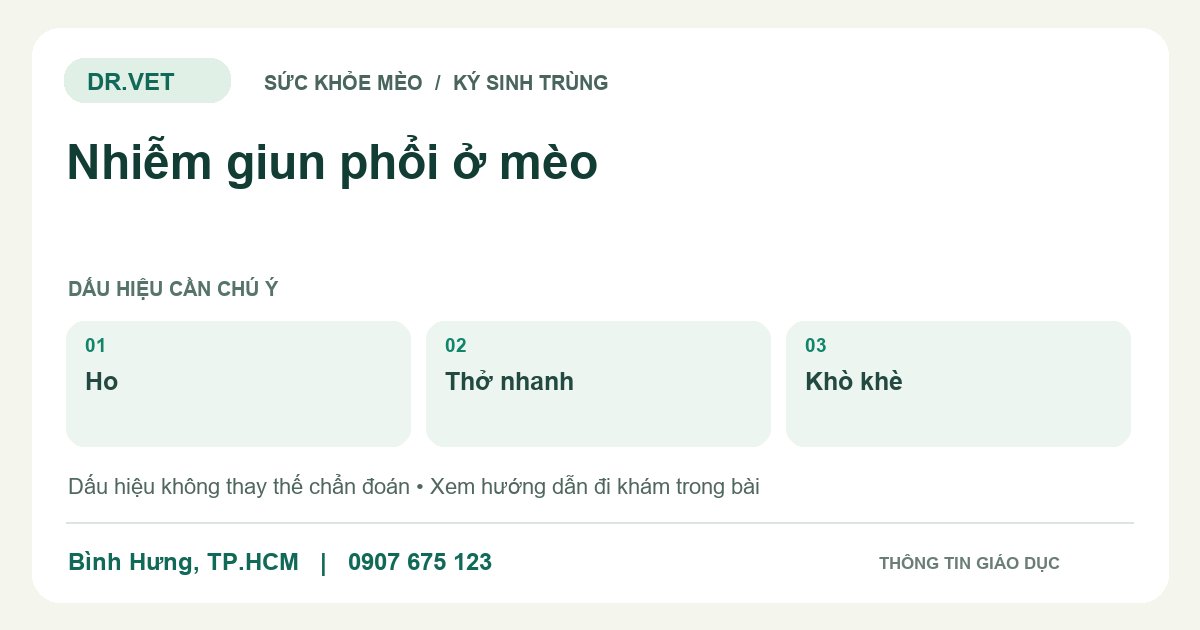 Đồ họa giáo dục: Nhiễm giun phổi ở mèo – ho, thở nhanh, khò khè. Không phải ảnh ca bệnh.