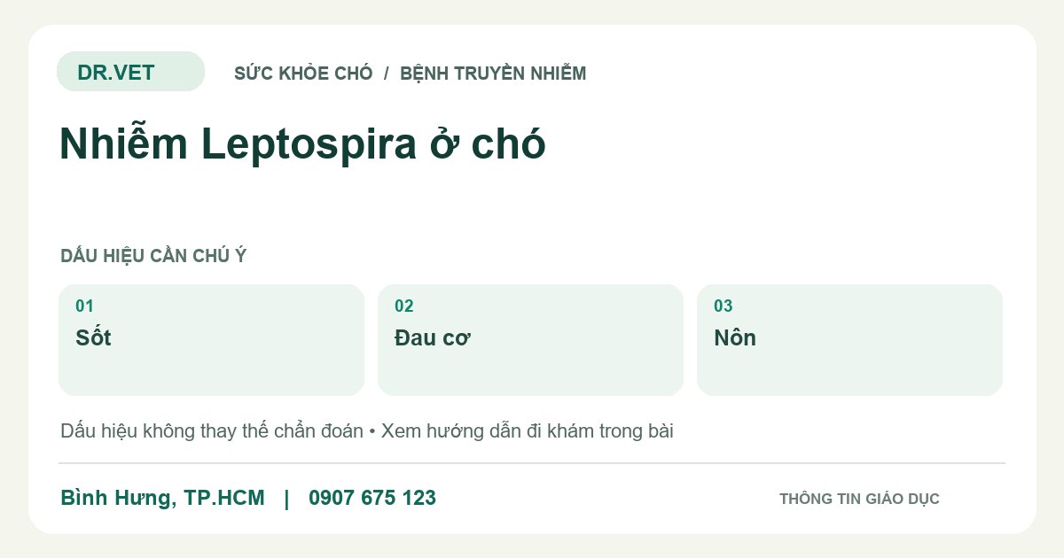 Đồ họa giáo dục: Nhiễm Leptospira ở chó – sốt, đau cơ, nôn. Không phải ảnh ca bệnh.