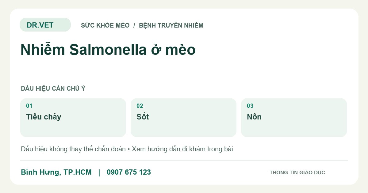 Đồ họa giáo dục: Nhiễm Salmonella ở mèo – tiêu chảy, sốt, nôn. Không phải ảnh ca bệnh.