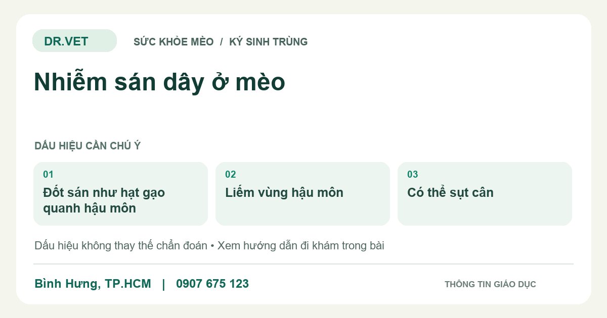 Đồ họa giáo dục: Nhiễm sán dây ở mèo – đốt sán như hạt gạo quanh hậu môn, liếm vùng hậu môn, có thể sụt cân. Không phải ảnh ca bệnh.