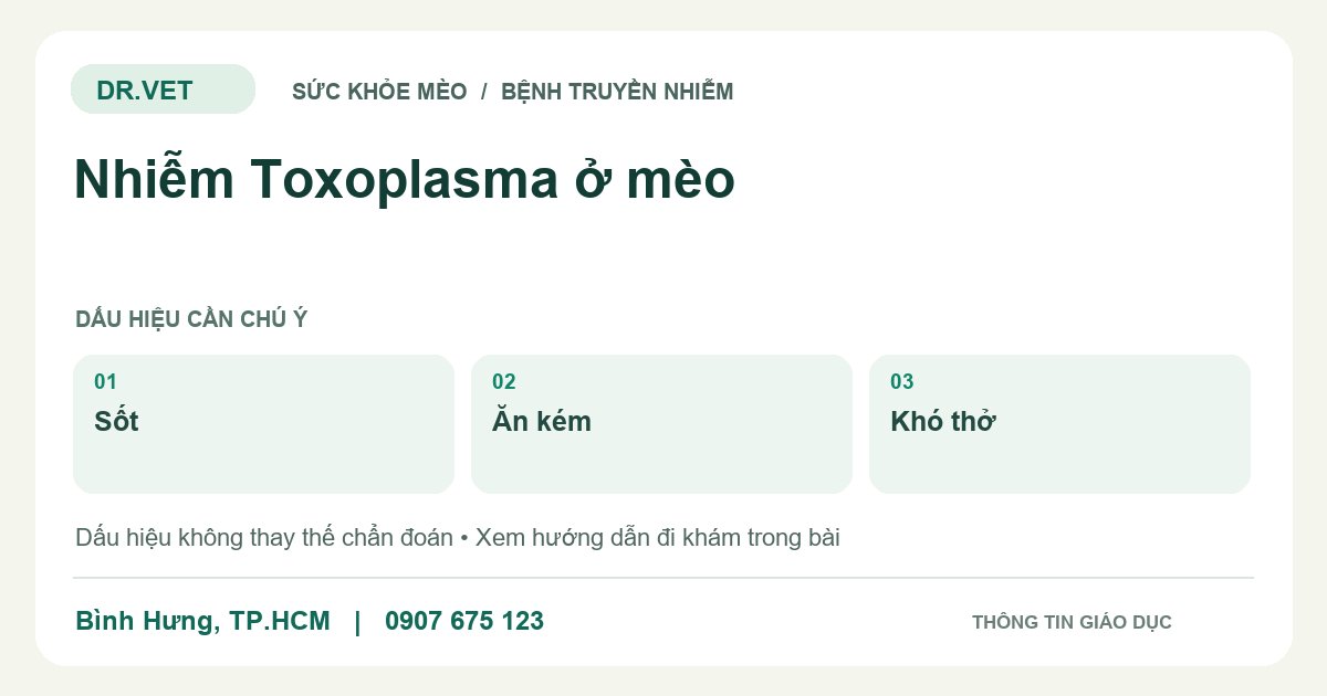 Đồ họa giáo dục: Nhiễm Toxoplasma ở mèo – sốt, ăn kém, khó thở. Không phải ảnh ca bệnh.