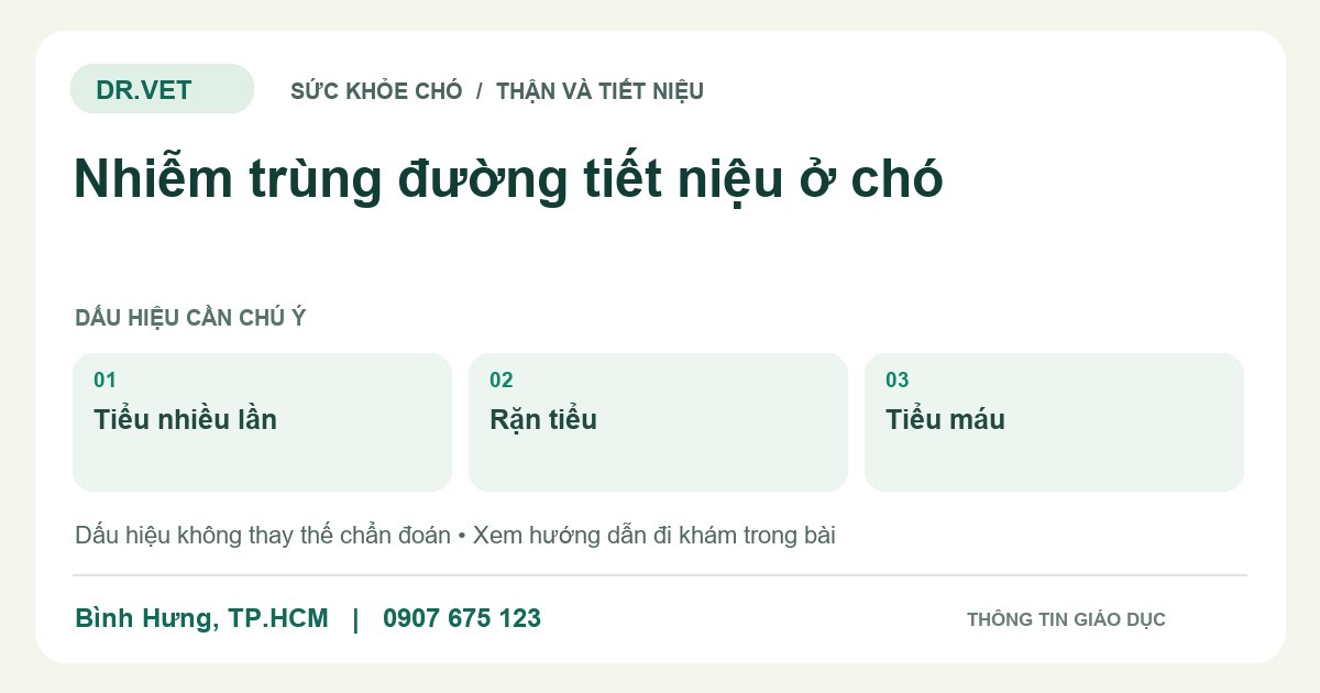 Đồ họa giáo dục: Nhiễm trùng đường tiết niệu ở chó – tiểu nhiều lần, rặn tiểu, tiểu máu. Không phải ảnh ca bệnh.