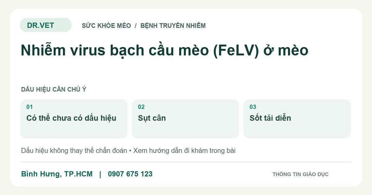 Đồ họa giáo dục: Nhiễm virus bạch cầu mèo (FeLV) ở mèo – có thể chưa có dấu hiệu, sụt cân, sốt tái diễn. Không phải ảnh ca bệnh.