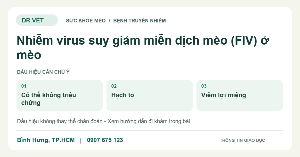 Đồ họa giáo dục: Nhiễm virus suy giảm miễn dịch mèo (FIV) ở mèo – có thể không triệu chứng, hạch to, viêm lợi miệng. Không phải ảnh ca bệnh.