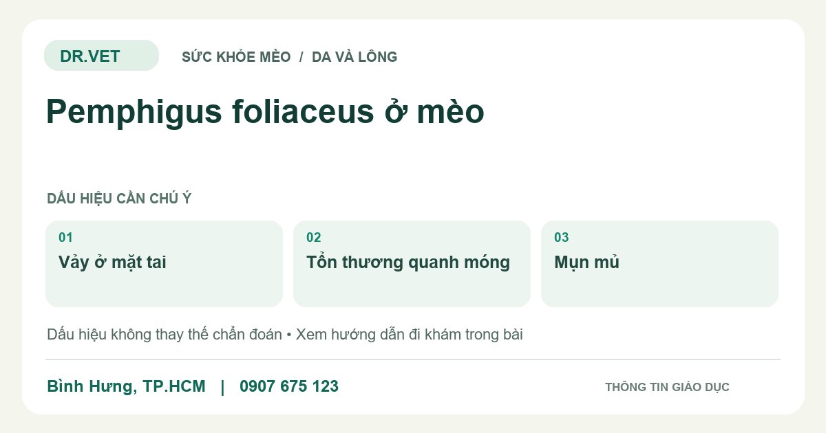 Đồ họa giáo dục: Pemphigus foliaceus ở mèo – vảy ở mặt tai, tổn thương quanh móng, mụn mủ. Không phải ảnh ca bệnh.