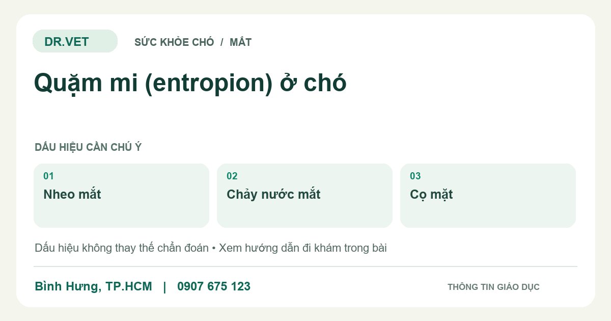 Đồ họa giáo dục: Quặm mi (entropion) ở chó – nheo mắt, chảy nước mắt, cọ mặt. Không phải ảnh ca bệnh.