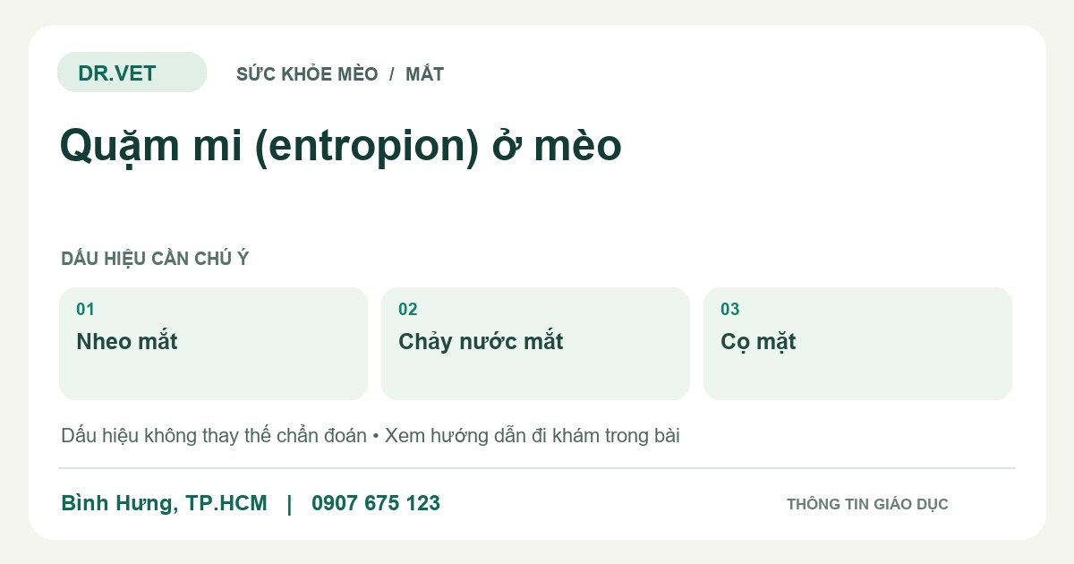 Đồ họa giáo dục: Quặm mi (entropion) ở mèo – nheo mắt, chảy nước mắt, cọ mặt. Không phải ảnh ca bệnh.