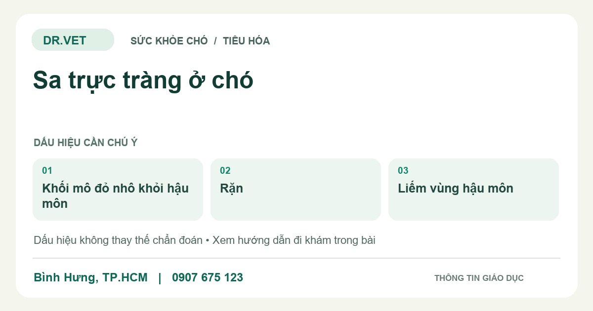 Đồ họa giáo dục: Sa trực tràng ở chó – khối mô đỏ nhô khỏi hậu môn, rặn, liếm vùng hậu môn. Không phải ảnh ca bệnh.