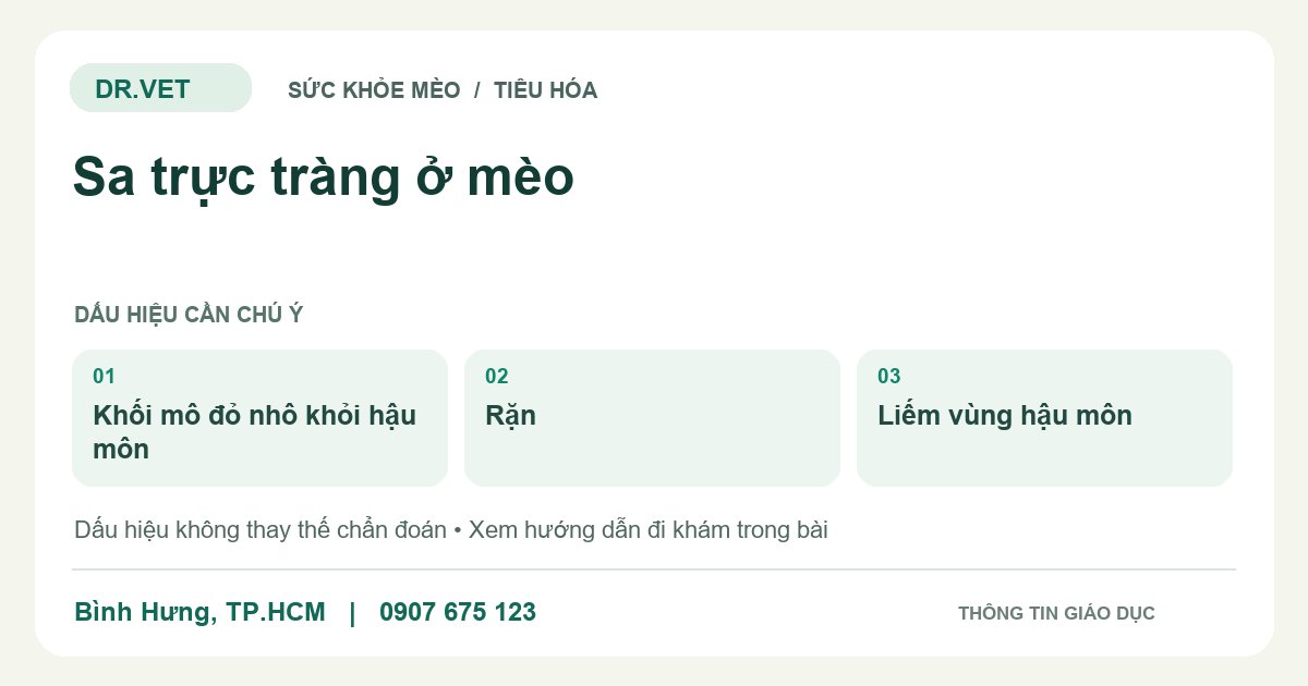 Đồ họa giáo dục: Sa trực tràng ở mèo – khối mô đỏ nhô khỏi hậu môn, rặn, liếm vùng hậu môn. Không phải ảnh ca bệnh.