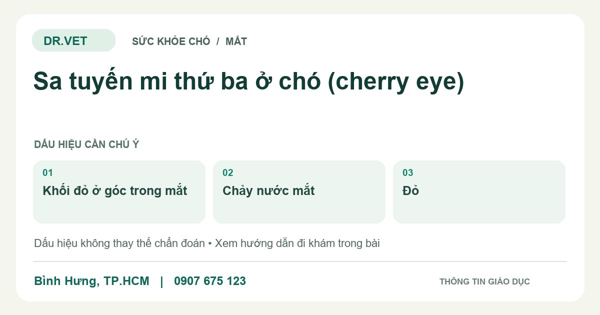Đồ họa giáo dục: Sa tuyến mi thứ ba ở chó (cherry eye) – khối đỏ ở góc trong mắt, chảy nước mắt, đỏ. Không phải ảnh ca bệnh.