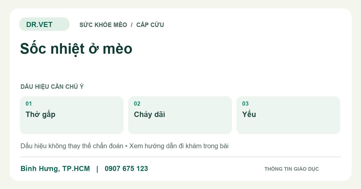 Đồ họa giáo dục: Sốc nhiệt ở mèo – thở gấp, chảy dãi, yếu. Không phải ảnh ca bệnh.