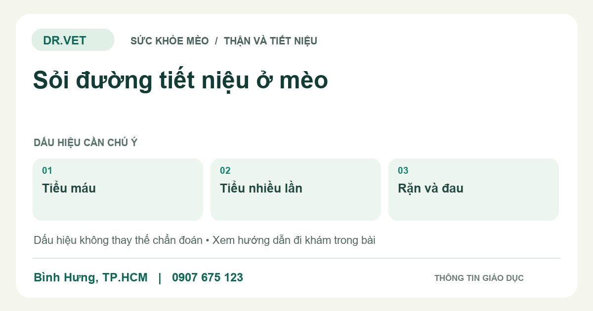 Đồ họa giáo dục: Sỏi đường tiết niệu ở mèo – tiểu máu, tiểu nhiều lần, rặn và đau. Không phải ảnh ca bệnh.