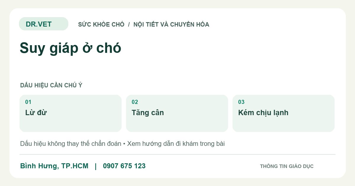 Đồ họa giáo dục: Suy giáp ở chó – lừ đừ, tăng cân, kém chịu lạnh. Không phải ảnh ca bệnh.