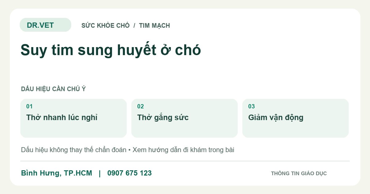 Đồ họa giáo dục: Suy tim sung huyết ở chó – thở nhanh lúc nghỉ, thở gắng sức, giảm vận động. Không phải ảnh ca bệnh.