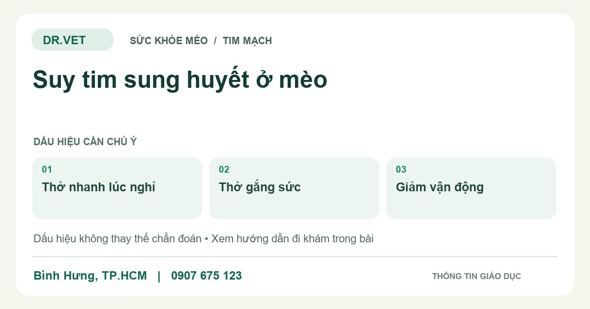 Đồ họa giáo dục: Suy tim sung huyết ở mèo – thở nhanh lúc nghỉ, thở gắng sức, giảm vận động. Không phải ảnh ca bệnh.