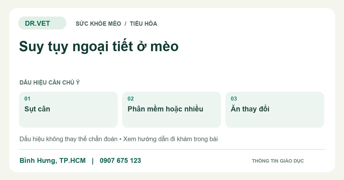 Đồ họa giáo dục: Suy tụy ngoại tiết ở mèo – sụt cân, phân mềm hoặc nhiều, ăn thay đổi. Không phải ảnh ca bệnh.