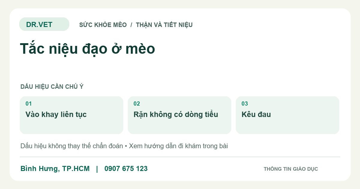 Đồ họa giáo dục: Tắc niệu đạo ở mèo – vào khay liên tục, rặn không có dòng tiểu, kêu đau. Không phải ảnh ca bệnh.