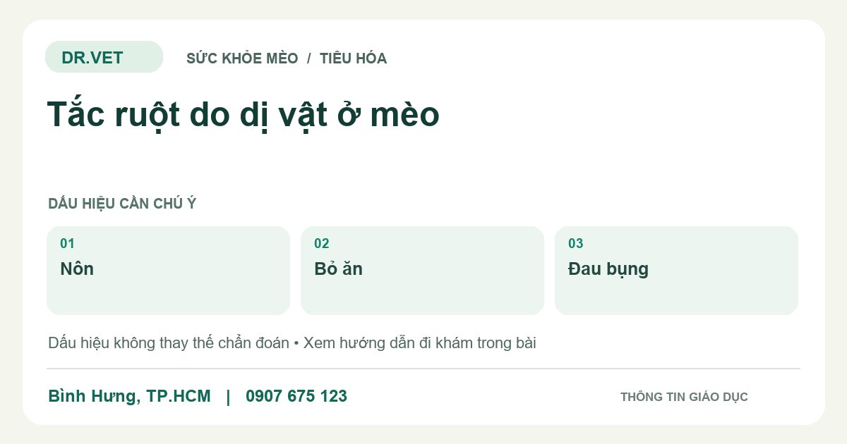 Đồ họa giáo dục: Tắc ruột do dị vật ở mèo – nôn, bỏ ăn, đau bụng. Không phải ảnh ca bệnh.