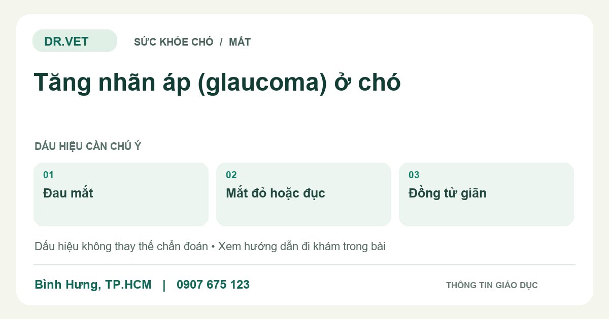 Đồ họa giáo dục: Tăng nhãn áp (glaucoma) ở chó – đau mắt, mắt đỏ hoặc đục, đồng tử giãn. Không phải ảnh ca bệnh.