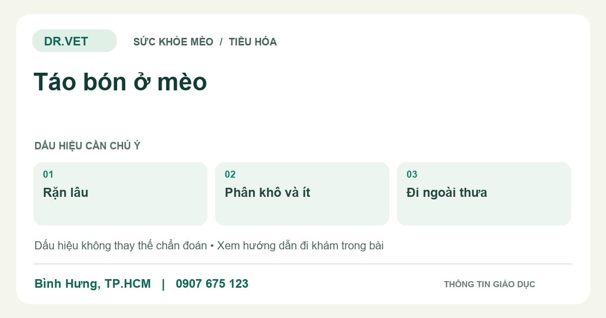 Đồ họa giáo dục: Táo bón ở mèo – rặn lâu, phân khô và ít, đi ngoài thưa. Không phải ảnh ca bệnh.