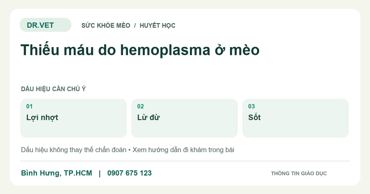 Đồ họa giáo dục: Thiếu máu do hemoplasma ở mèo – lợi nhợt, lừ đừ, sốt. Không phải ảnh ca bệnh.