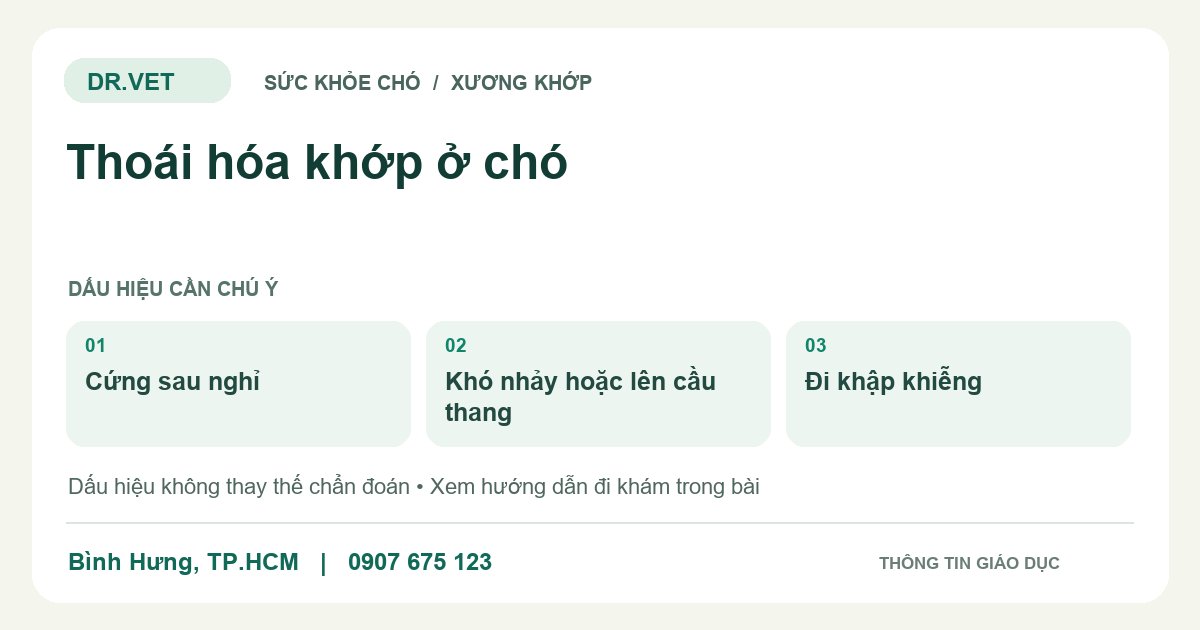 Đồ họa giáo dục: Thoái hóa khớp ở chó – cứng sau nghỉ, khó nhảy hoặc lên cầu thang, đi khập khiễng. Không phải ảnh ca bệnh.