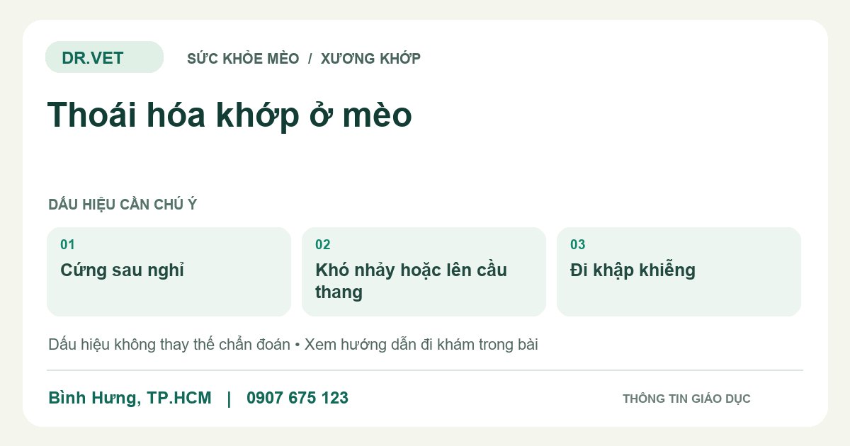Đồ họa giáo dục: Thoái hóa khớp ở mèo – cứng sau nghỉ, khó nhảy hoặc lên cầu thang, đi khập khiễng. Không phải ảnh ca bệnh.