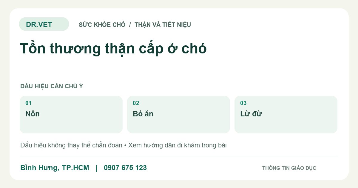 Đồ họa giáo dục: Tổn thương thận cấp ở chó – nôn, bỏ ăn, lừ đừ. Không phải ảnh ca bệnh.