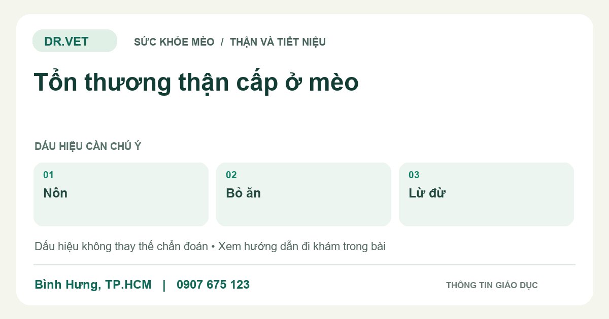 Đồ họa giáo dục: Tổn thương thận cấp ở mèo – nôn, bỏ ăn, lừ đừ. Không phải ảnh ca bệnh.
