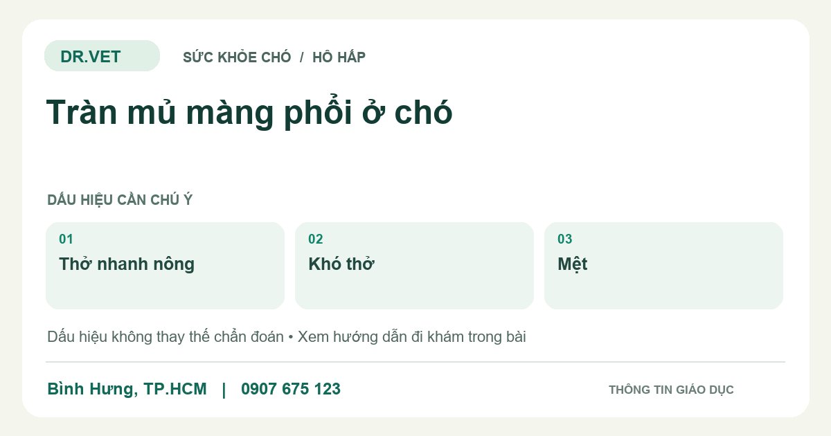 Đồ họa giáo dục: Tràn mủ màng phổi ở chó – thở nhanh nông, khó thở, mệt. Không phải ảnh ca bệnh.