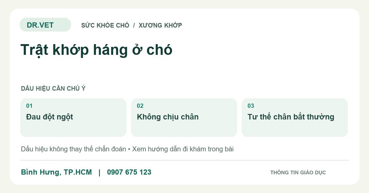 Đồ họa giáo dục: Trật khớp háng ở chó – đau đột ngột, không chịu chân, tư thế chân bất thường. Không phải ảnh ca bệnh.