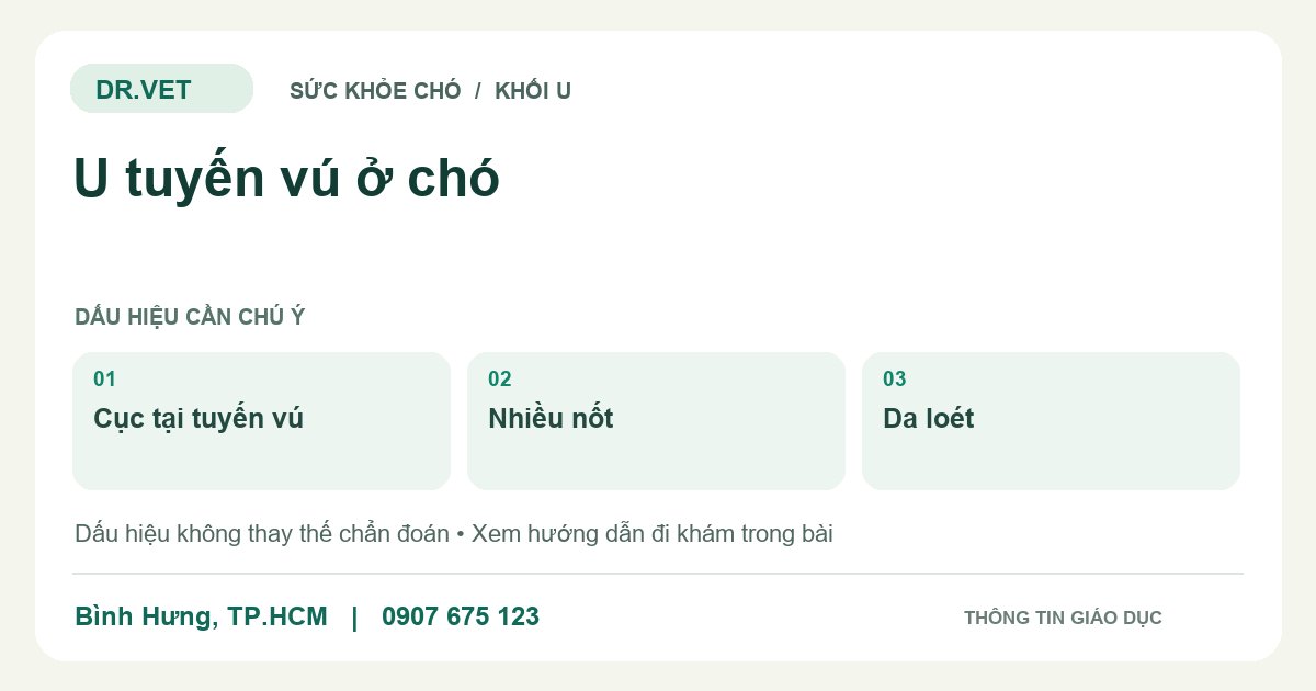 Đồ họa giáo dục: U tuyến vú ở chó – cục tại tuyến vú, nhiều nốt, da loét. Không phải ảnh ca bệnh.