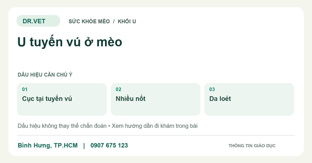 Đồ họa giáo dục: U tuyến vú ở mèo – cục tại tuyến vú, nhiều nốt, da loét. Không phải ảnh ca bệnh.
