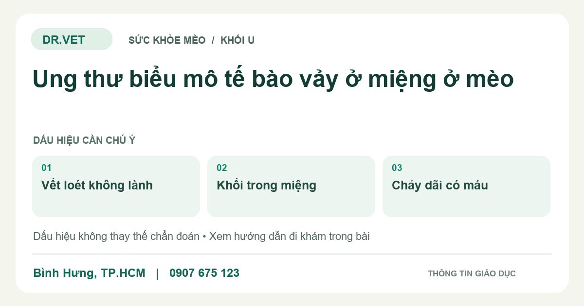 Đồ họa giáo dục: Ung thư biểu mô tế bào vảy ở miệng ở mèo – vết loét không lành, khối trong miệng, chảy dãi có máu. Không phải ảnh ca bệnh.