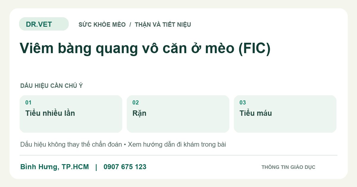 Đồ họa giáo dục: Viêm bàng quang vô căn ở mèo (FIC) – tiểu nhiều lần, rặn, tiểu máu. Không phải ảnh ca bệnh.