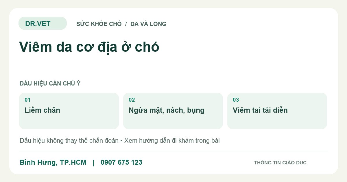 Đồ họa giáo dục: Viêm da cơ địa ở chó – liếm chân, ngứa mặt, nách, bụng, viêm tai tái diễn. Không phải ảnh ca bệnh.