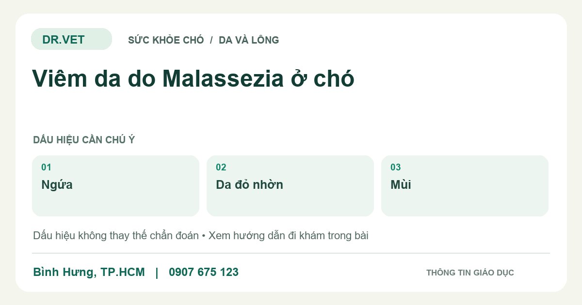 Đồ họa giáo dục: Viêm da do Malassezia ở chó – ngứa, da đỏ nhờn, mùi. Không phải ảnh ca bệnh.