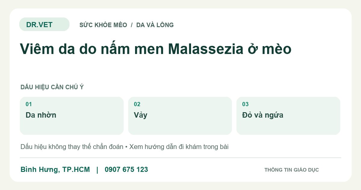 Đồ họa giáo dục: Viêm da do nấm men Malassezia ở mèo – da nhờn, vảy, đỏ và ngứa. Không phải ảnh ca bệnh.