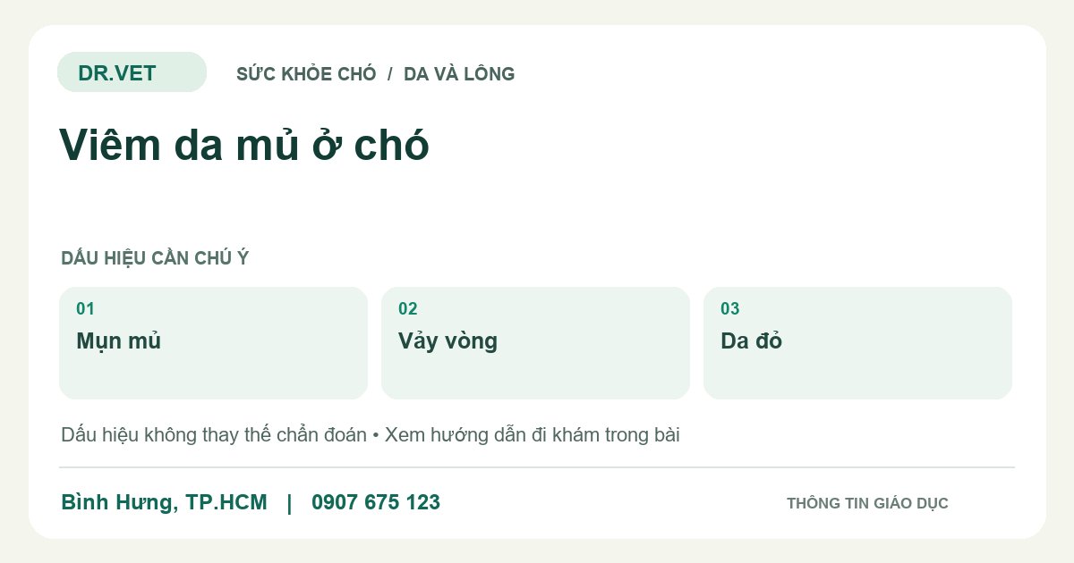 Đồ họa giáo dục: Viêm da mủ ở chó – mụn mủ, vảy vòng, da đỏ. Không phải ảnh ca bệnh.