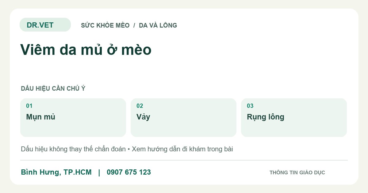 Đồ họa giáo dục: Viêm da mủ ở mèo – mụn mủ, vảy, rụng lông. Không phải ảnh ca bệnh.