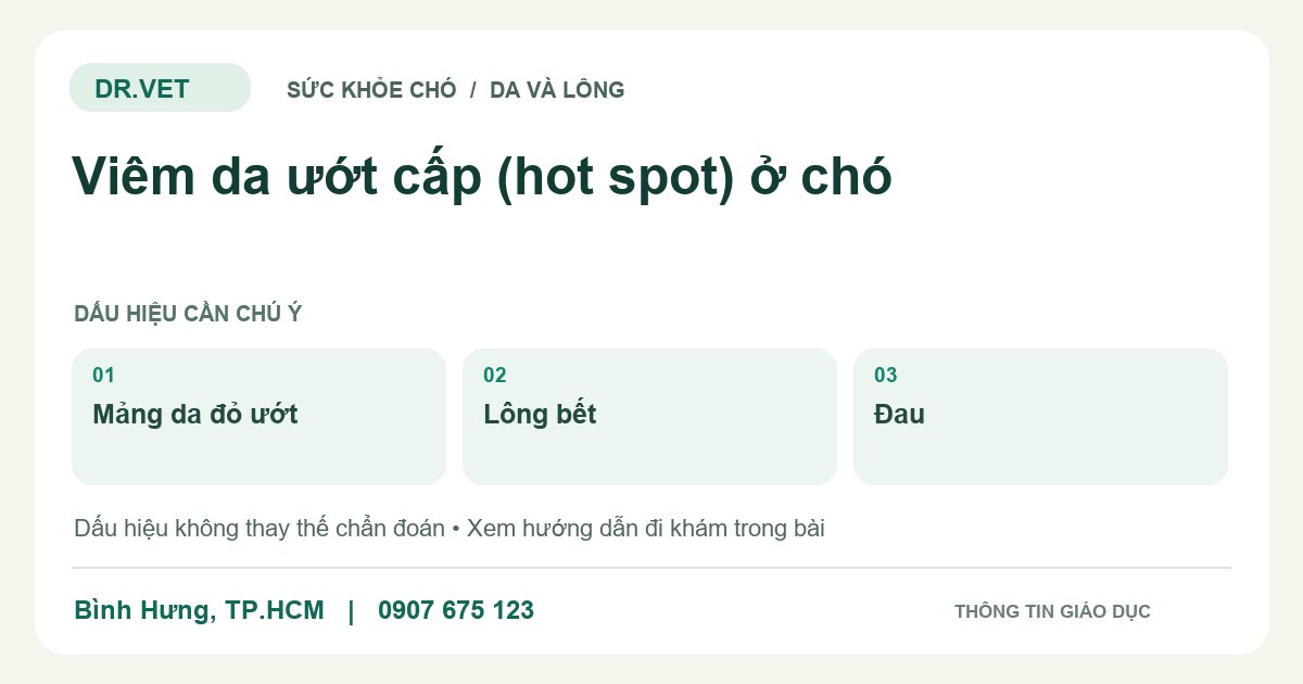 Đồ họa giáo dục: Viêm da ướt cấp (hot spot) ở chó – mảng da đỏ ướt, lông bết, đau. Không phải ảnh ca bệnh.