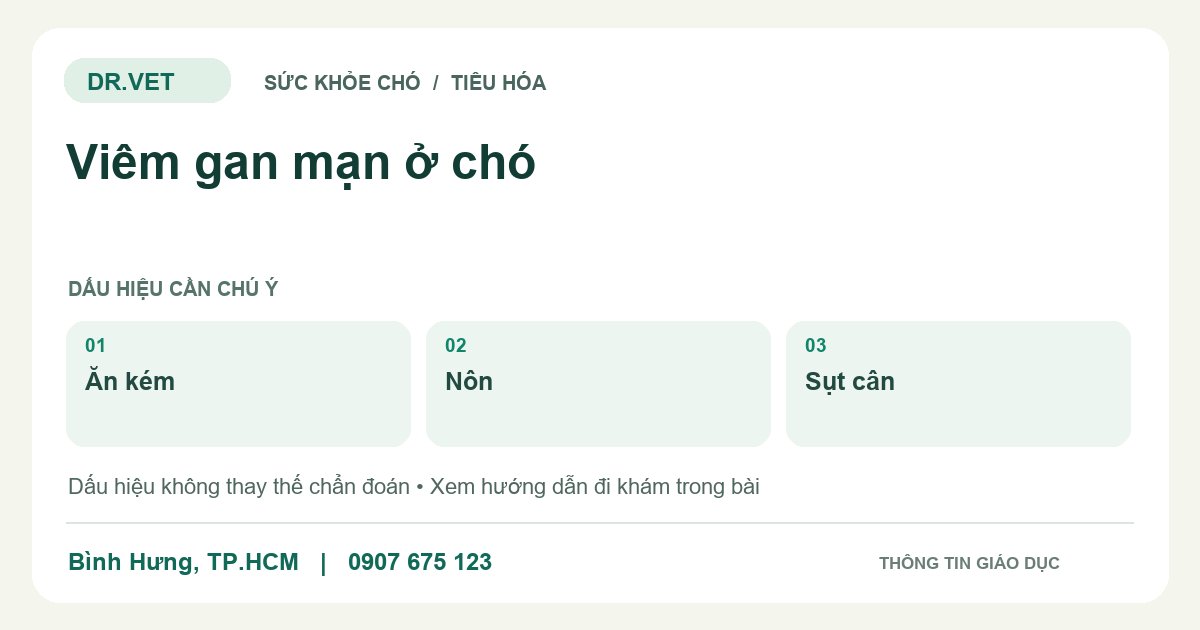Đồ họa giáo dục: Viêm gan mạn ở chó – ăn kém, nôn, sụt cân. Không phải ảnh ca bệnh.