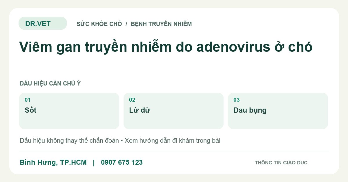 Đồ họa giáo dục: Viêm gan truyền nhiễm do adenovirus ở chó – sốt, lừ đừ, đau bụng. Không phải ảnh ca bệnh.