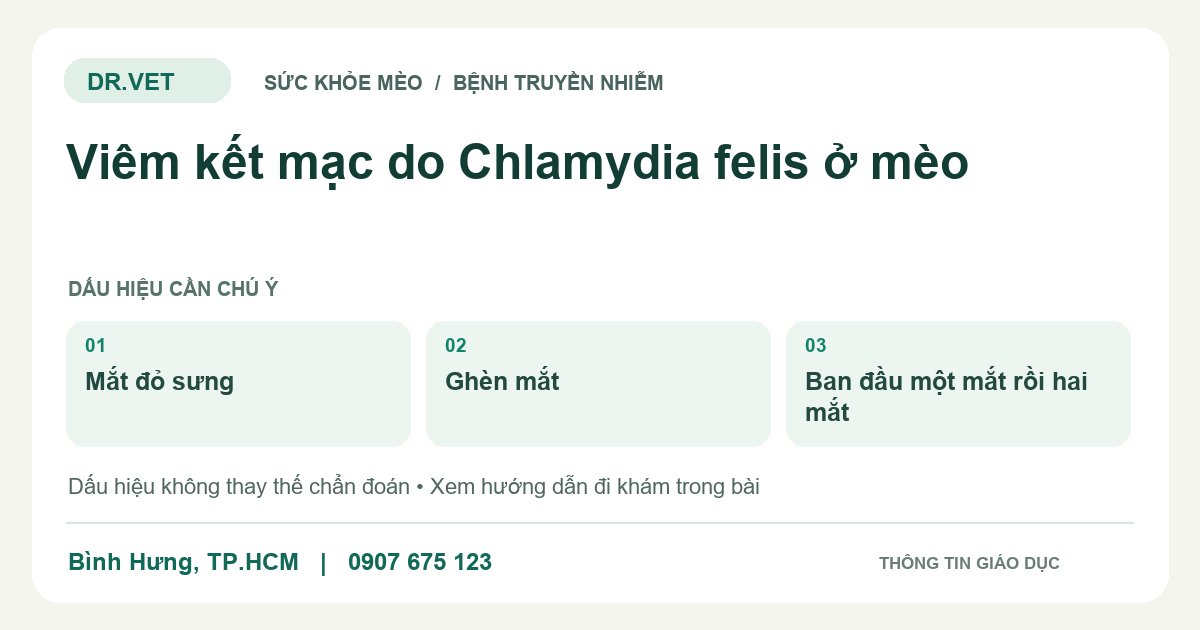 Đồ họa giáo dục: Viêm kết mạc do Chlamydia felis ở mèo – mắt đỏ sưng, ghèn mắt, ban đầu một mắt rồi hai mắt. Không phải ảnh ca bệnh.