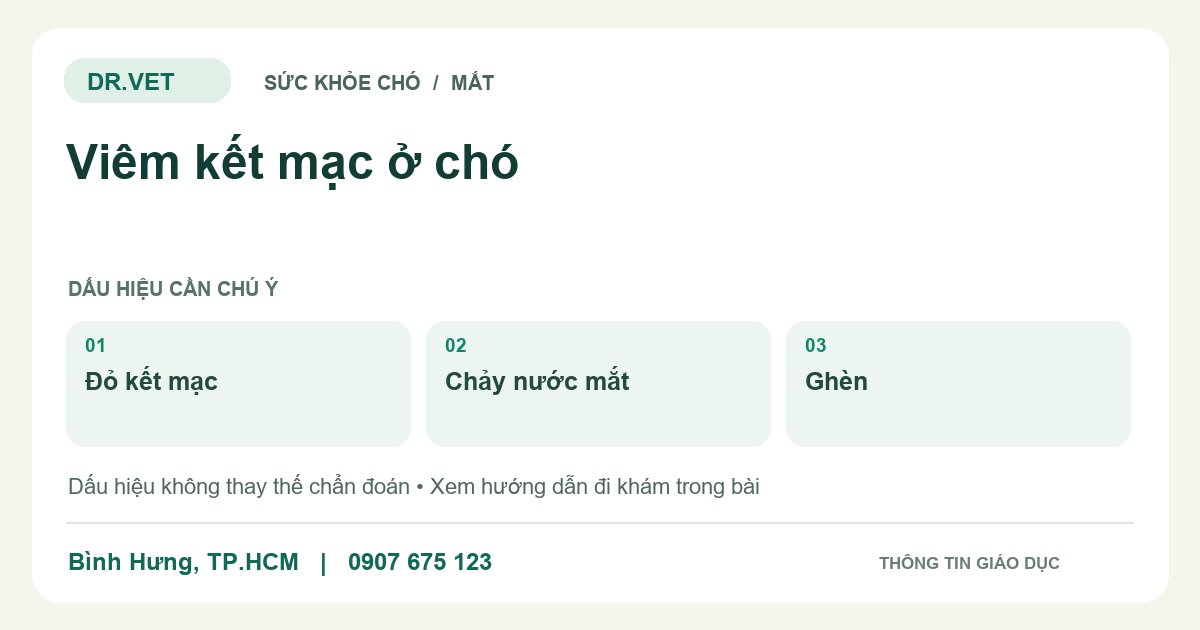 Đồ họa giáo dục: Viêm kết mạc ở chó – đỏ kết mạc, chảy nước mắt, ghèn. Không phải ảnh ca bệnh.